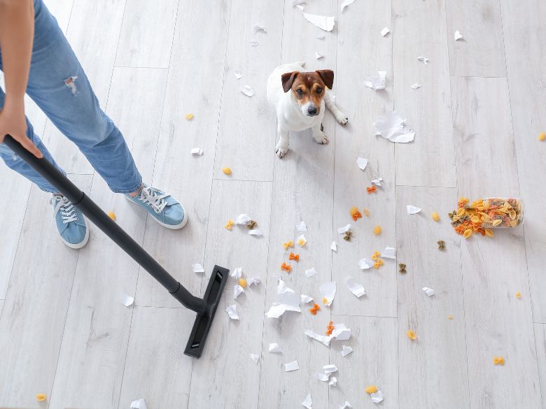 A dog looking at the mess it has made as its owner vacuums it up