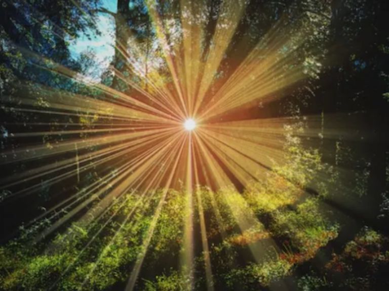 sun rays beaming through green trees in a forest