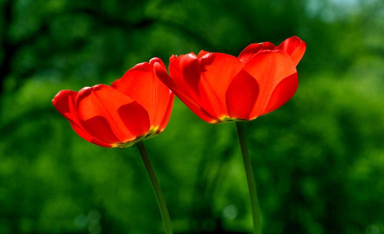spring-739215_1920