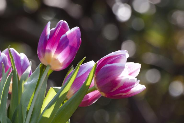 tulip-1271715_1920