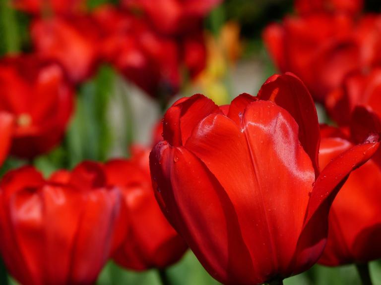 tulips-141399_1920
