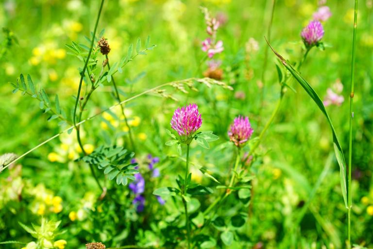 red-clover-1464761_1920