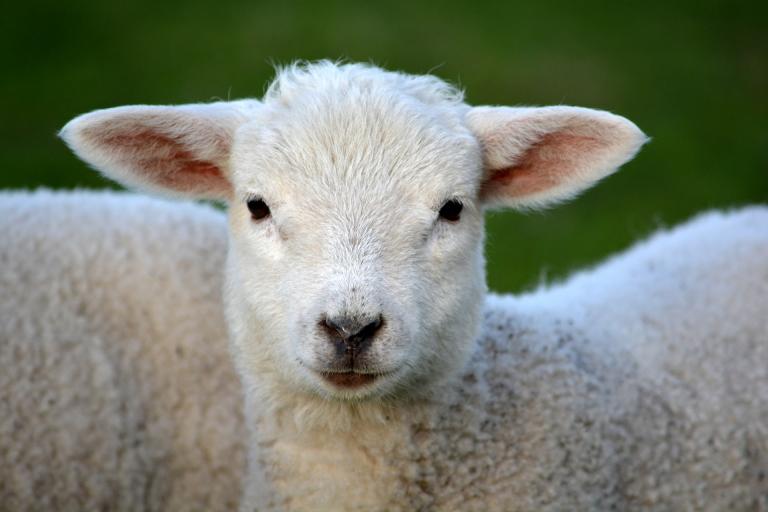 lamb-292512_1920