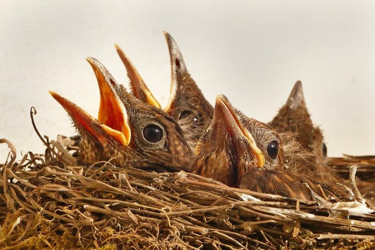 bird-754677_1920