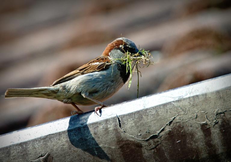 sparrow-827374_1920