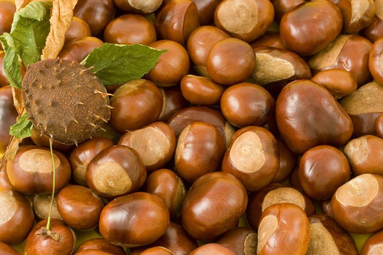 conkers-15186_1920