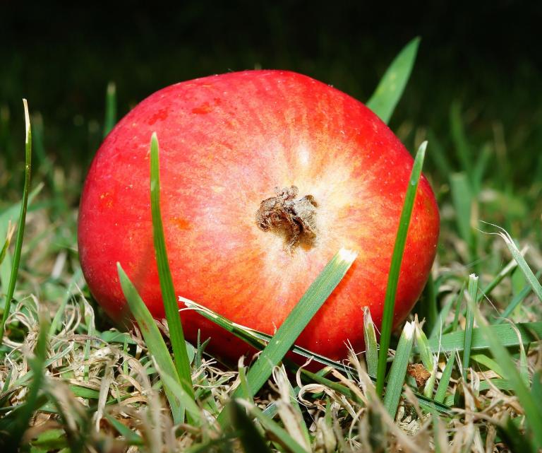 apple-402453_1920