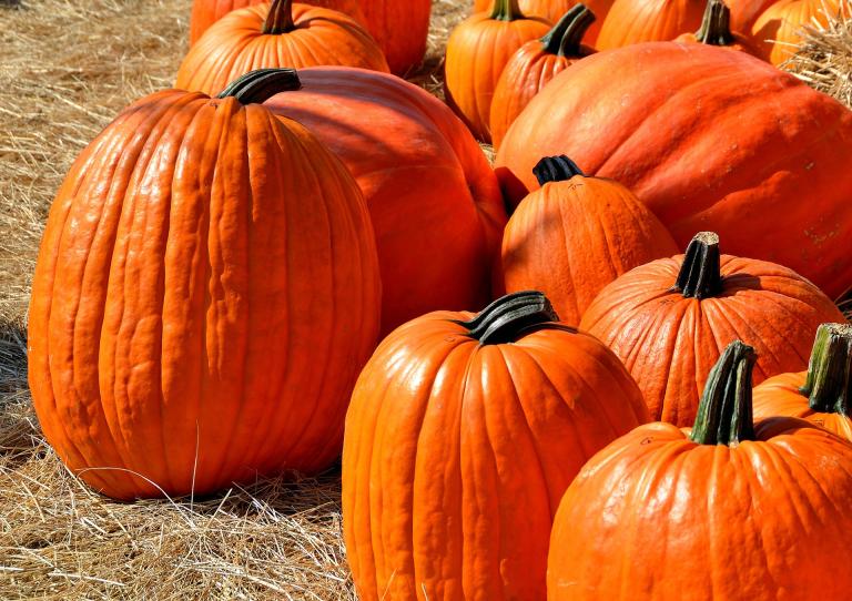 pumpkins-1572864_1920