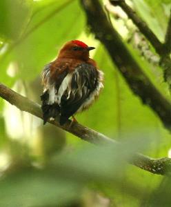 Club-winged manakin