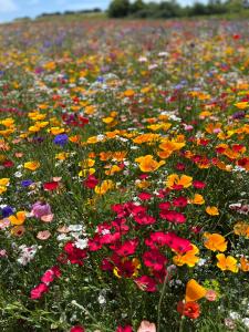 Color flowers in a field