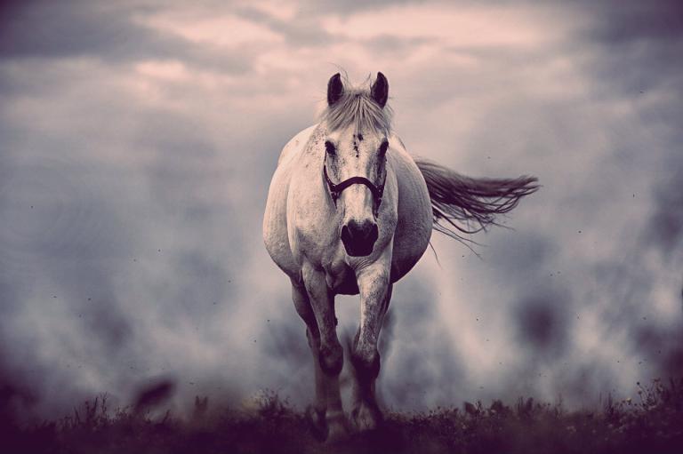 white-horse-1136093_960_720