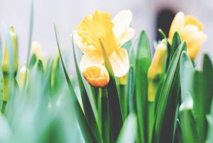 Yellow spring flowers