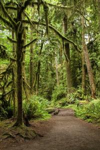 trees and path