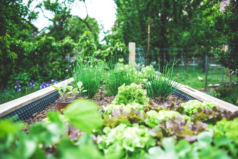 A picture of a vegetable garden.