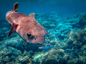 Arrogance and pride, even knowledge if not wielded well, can puff one up. To the point of being prickly, like the puffer fish.