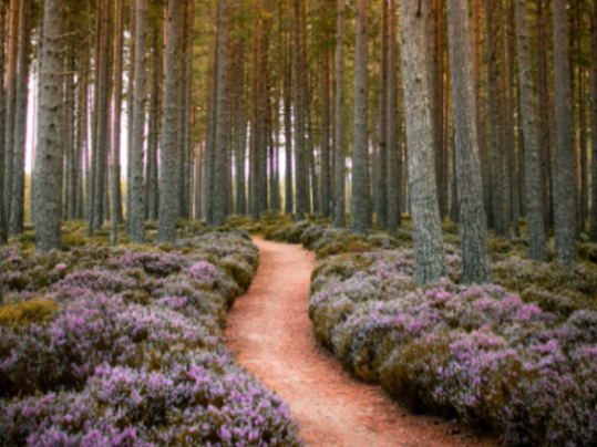 What Proverbs Two Teaches About Our Paths | Payton Tilley