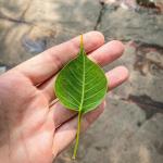 A leaf from the Bodhi Tree, Mahabodhi Temple, Gaya, India. Photo by author. 