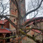 Steeple and Oak