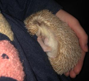 Hedgehog curled up in hand