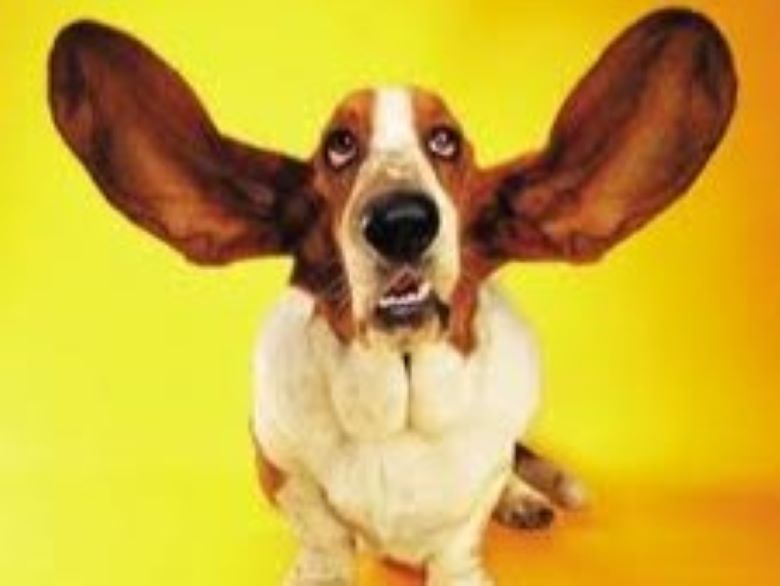 Basset hound with ears flying high