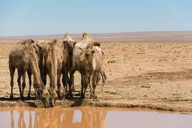 Drinking camels in desert. Bactrian camels in the Gobi desert in Mongolia.