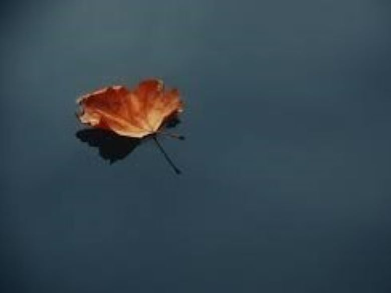 Autumn Leaf on Still Water