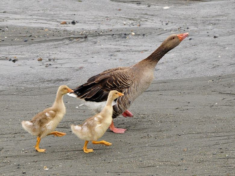 2 baby ducks keeping in step with their mother.
