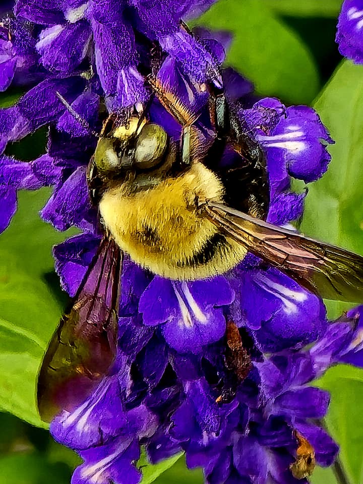 Time Is Honey: Save The Bees! | Beverly R. Green