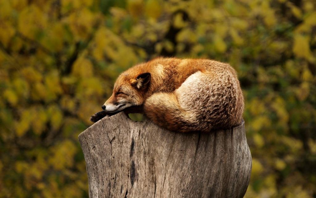 A fox resting on a tree stump. Blurred greenery in the background.