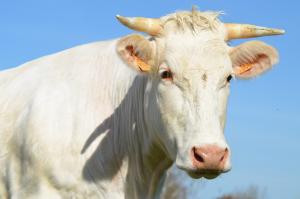 A white cow, symbol of Taurus, against a blue sky