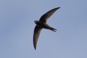 European swift flying in a blue sky