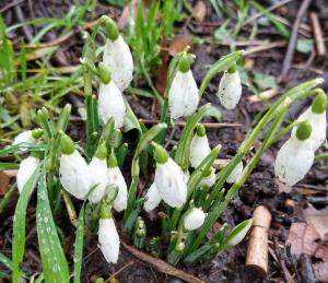 Snowdrops flowering against bare earth reflect the astrology of Imbolc