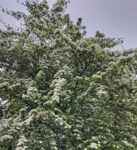 A hawthorn tree in full blossom