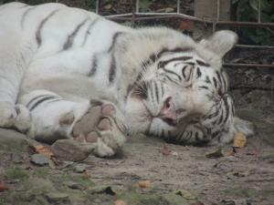 Sleeping white tiger