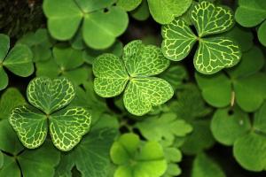 A collection of clover leaves