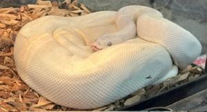 large white snake