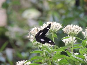 Black and white butterfly on white flower