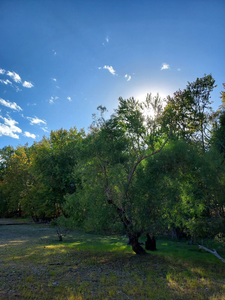 tree by the lake with the sun peering through the top branches