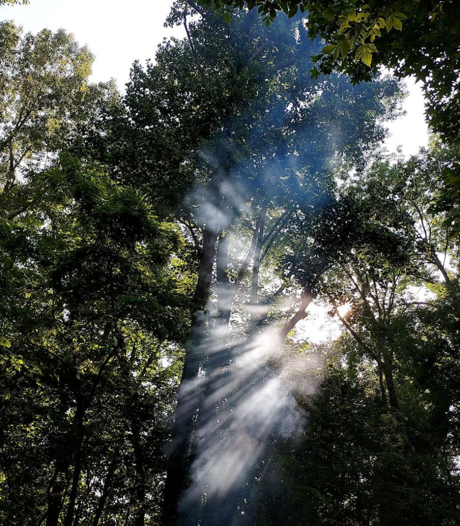 smoke in front of the trees with sunlight streaming through behind it