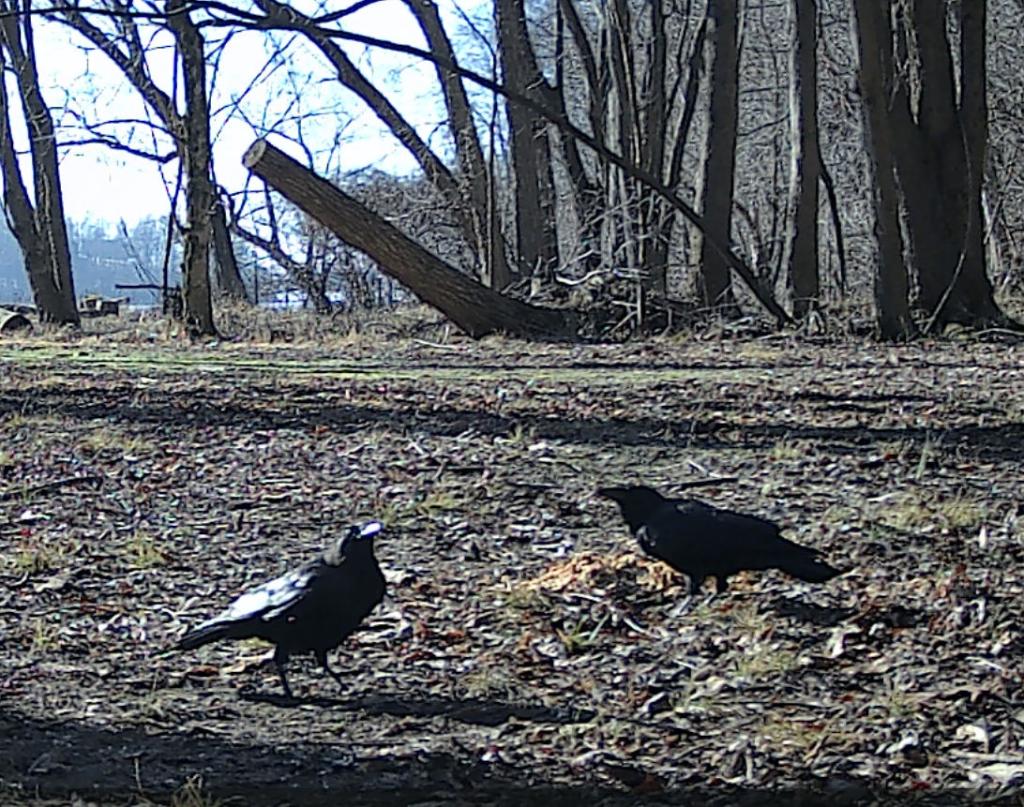 two raven eating on forest floor