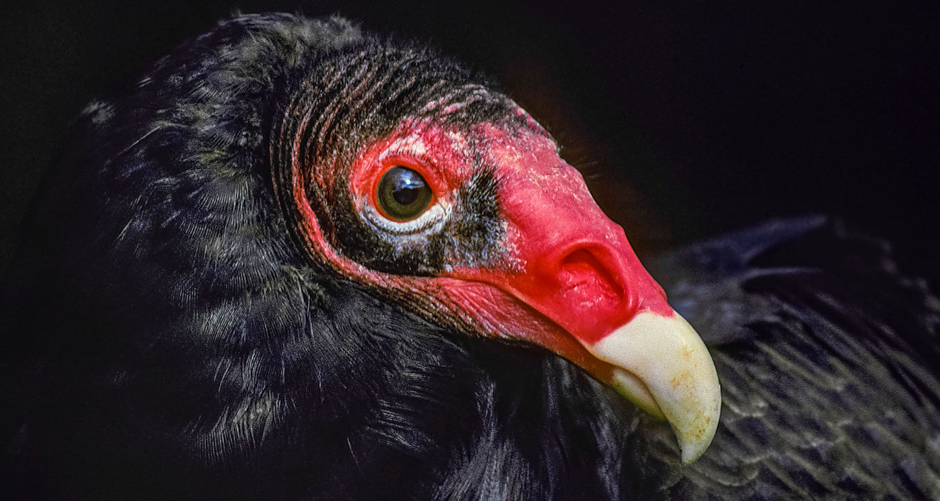 artistic picture of a turkey vulture, black bird with bright red head