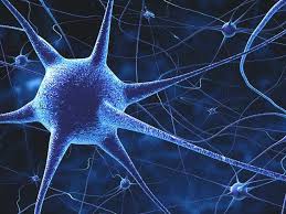interconnected neurons in the body looks like a web