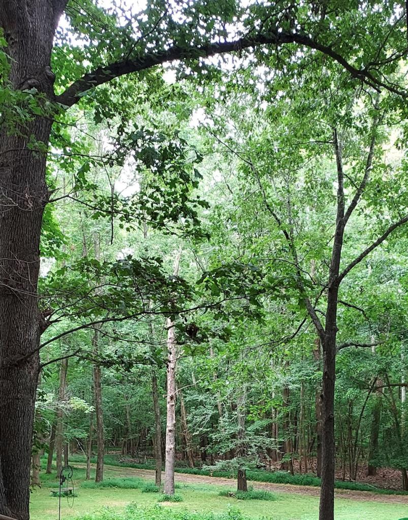 trees in a valley of green