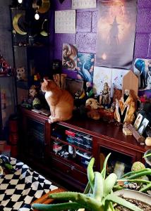 cat sitting on an altar
