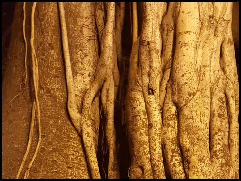 Loving Our Neighbor requires roots like the banyan tree in Lahaina, Maui