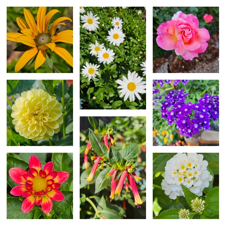 God Loves Diversity - Look at the flowers He created