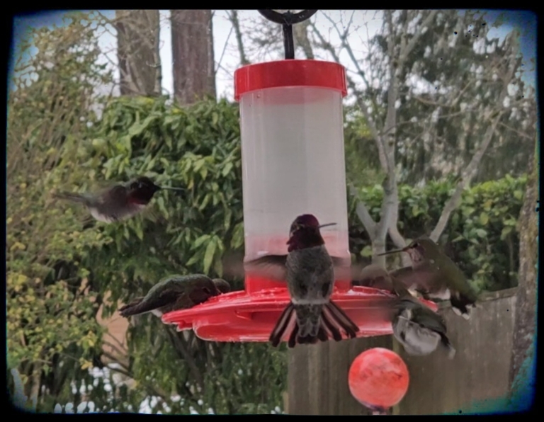 Jesus the bread of life. Hummingbirds fighting over a feeder on a cold and snowy day.