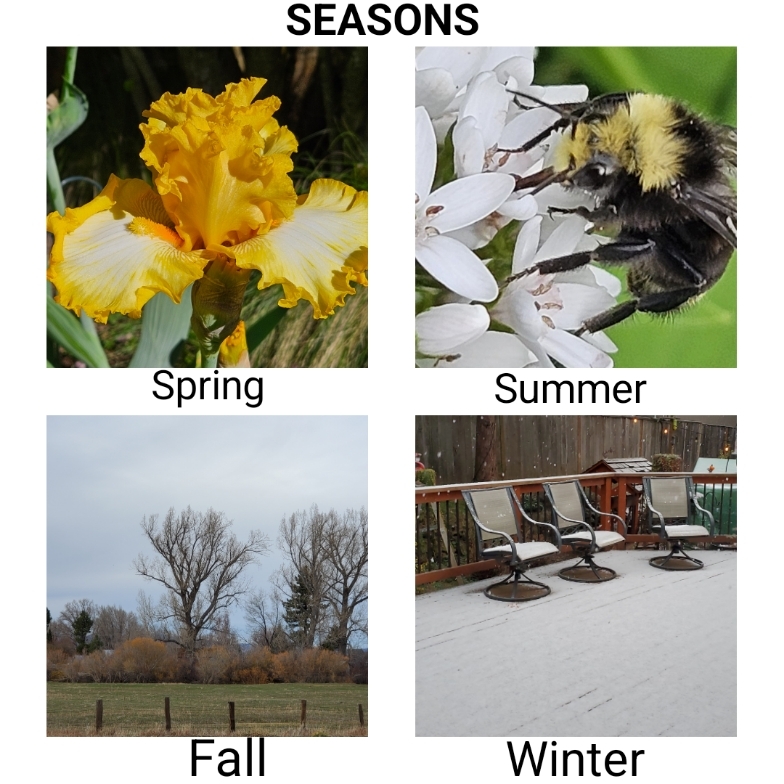 Pictures representing seasons. Yellow Iris for spring, bee on white flowers for summer, trees without leaves for fall, and snowy deck and chairs for winter.