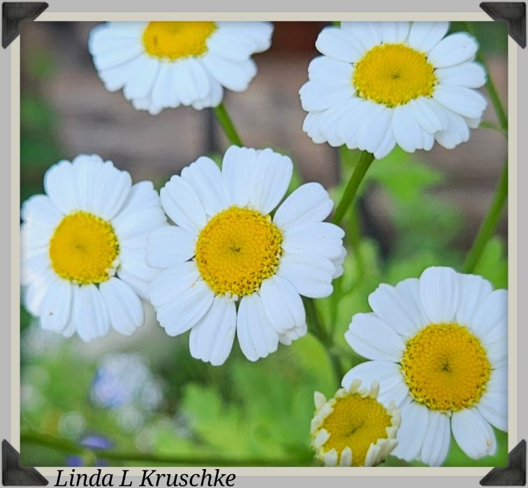 Feverfew daisies up close. A picture of showing love.