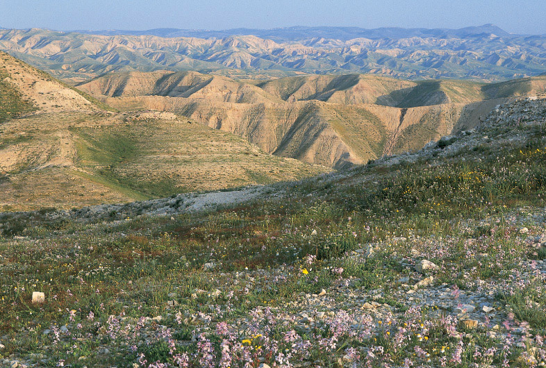 Judea's Plains